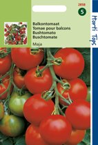 Tomato Maja (Solanum) 175 seeds